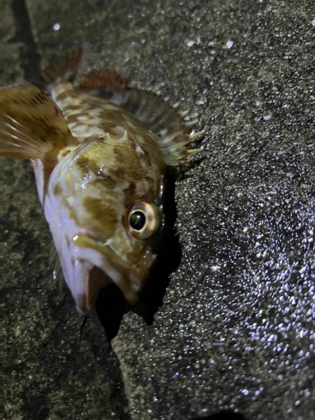 ガシラ釣れてます