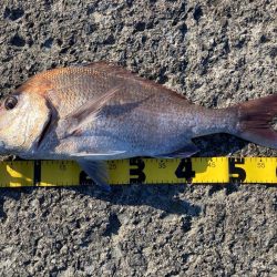 カゴ釣りで60cmの真鯛