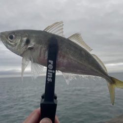 初場所爆風アジング！