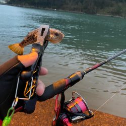 2024釣り初めライトゲーム