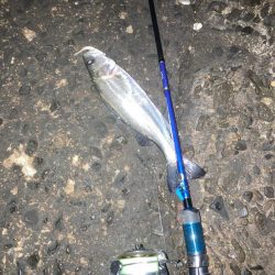 メバリング不発