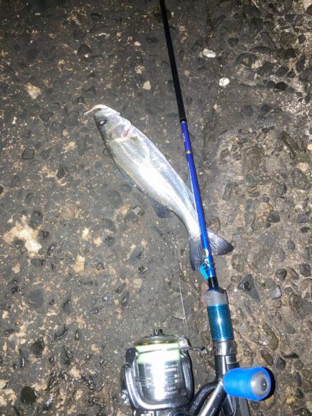 メバリング不発