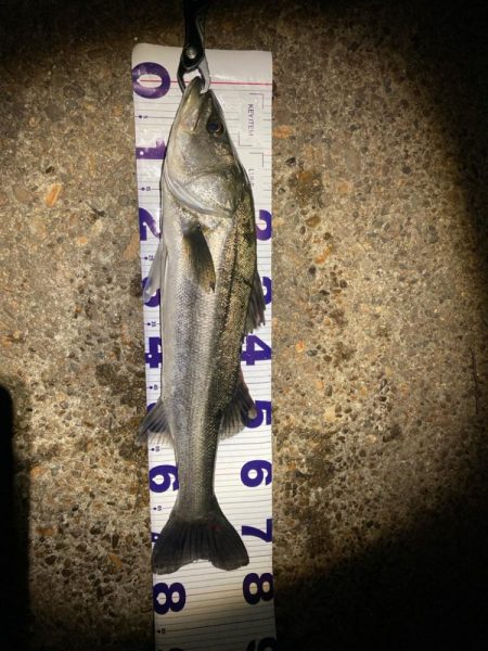 真冬のシーバスフィッシング