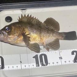 ナイトメバリング