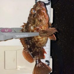 今年は遅めの初釣り！！