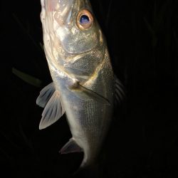 淀川のルアー釣り