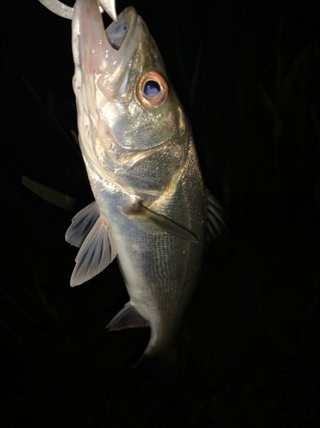 淀川のルアー釣り