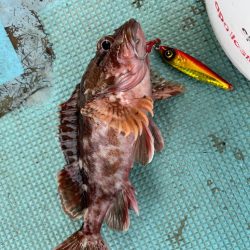 ジギングでガシラ