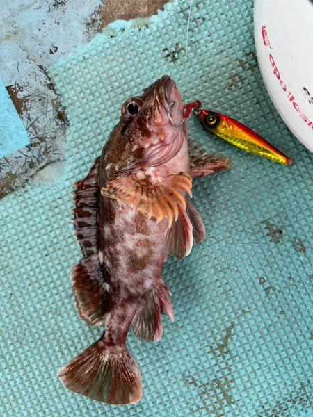 ジギングでガシラ