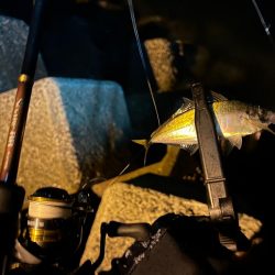 また釣れるようになってて良き