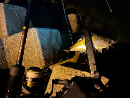 また釣れるようになってて良き