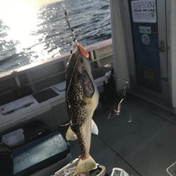 室津のカットウフグ