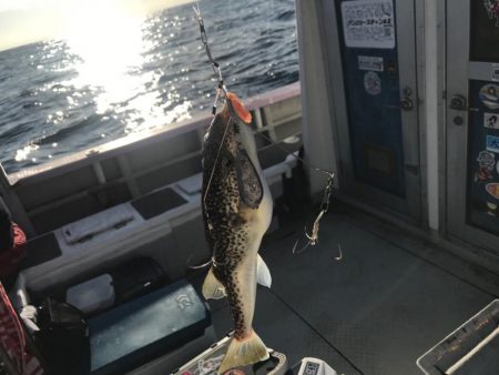 室津のカットウフグ