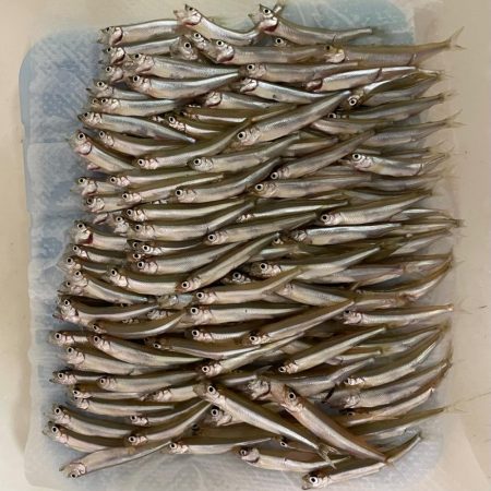 2024入鹿池ワカサギ