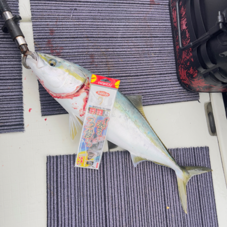 メジロ・ヒラメ/ノマセ