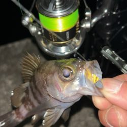 冬のタケノコ掘り♪