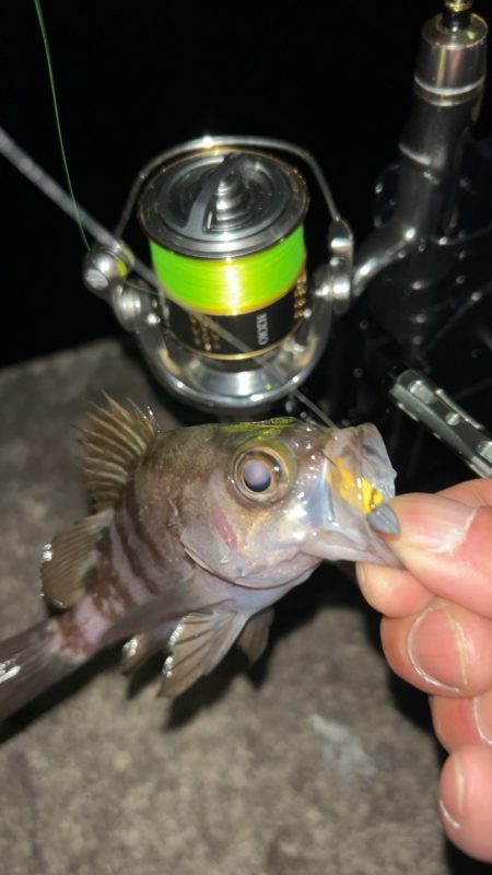 冬のタケノコ掘り♪