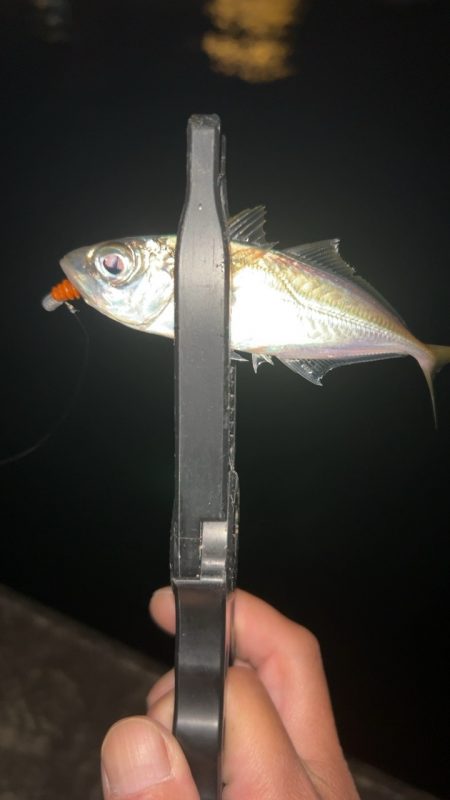 潮動いたら入れ食い！