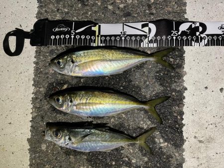 まだアジ居ます