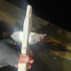 アジみーつけた！