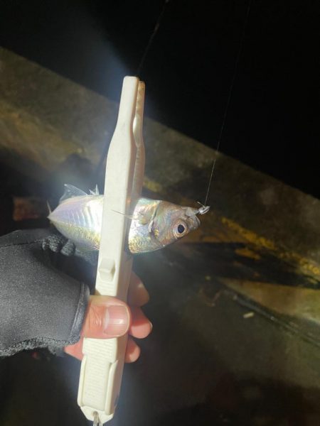 アジみーつけた！