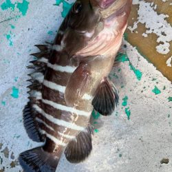 銚子沖、イワシ泳がせ