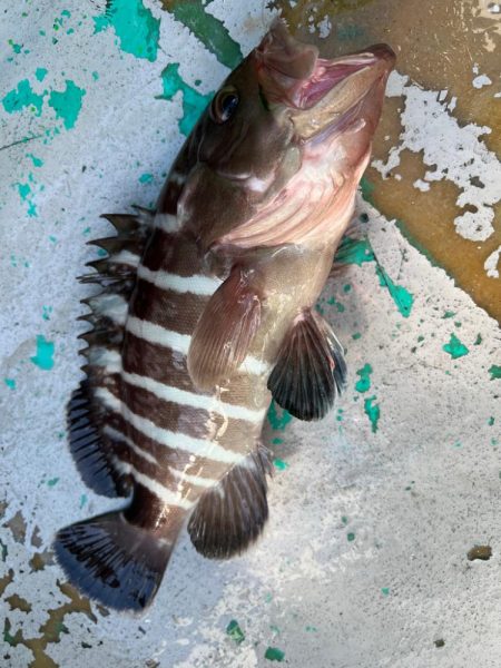 銚子沖、イワシ泳がせ