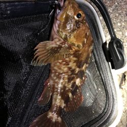 泉州名物ガシラ祭り