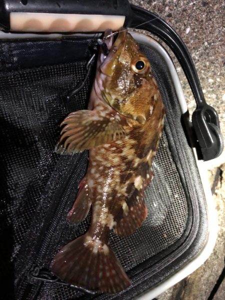 泉州名物ガシラ祭り