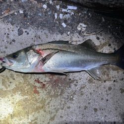 風が強くなる前に