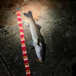 遂にキタ!尺だ!!