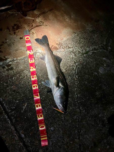 遂にキタ！尺だ！！