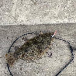 今年の第一号が釣れました。