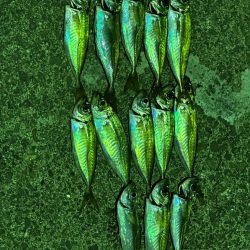 年始初アジング