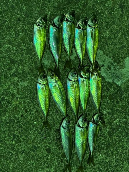 年始初アジング