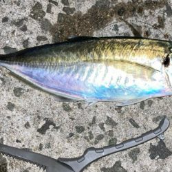 サビキで尺鯵( ・∇・)