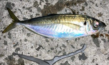 サビキで尺鯵( ・∇・)