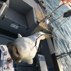 播磨のカットウフグ