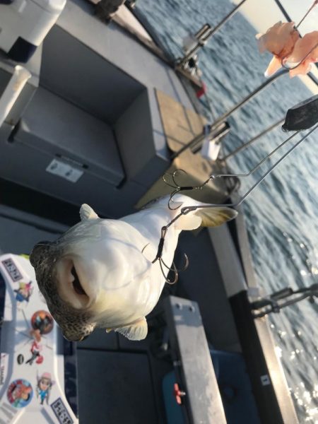 播磨のカットウフグ