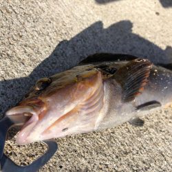 ✨朝イチロックフィッシュ✨