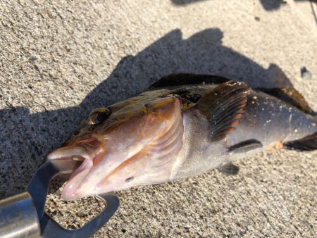 ✨朝イチロックフィッシュ&#…