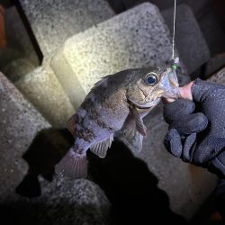 久々のデカメバル