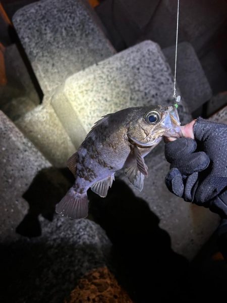 久々のデカメバル