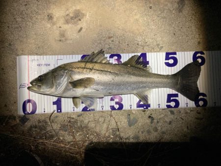 シーバスフィッシング