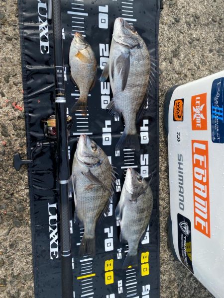 グレ狙いのはずがチヌ。