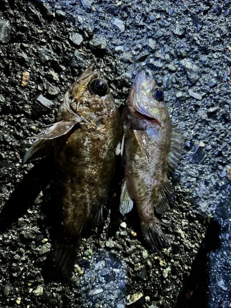 2024年第3戦ライトゲーム