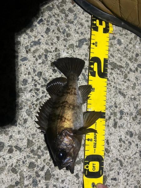 大きなメバル！！