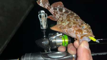 クリアブルーのテスターさんと釣行と…