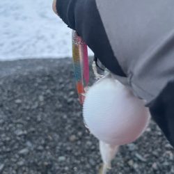 フグに終わりフグに・・・(苦笑)