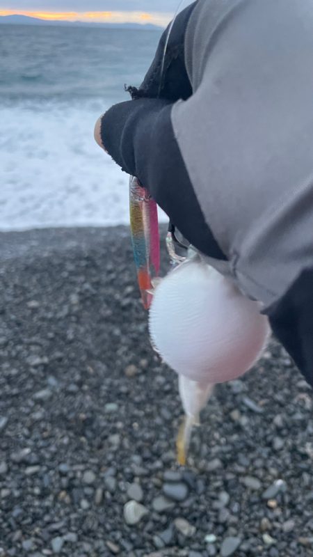 フグに終わりフグに・・・（苦笑）